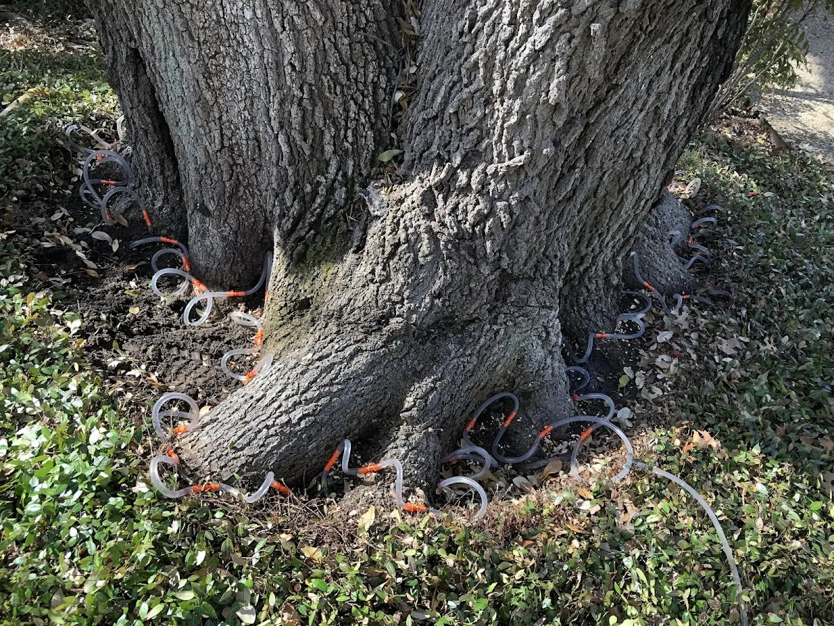 Detailed Tree Cabling and Bracing job site in Guthrie