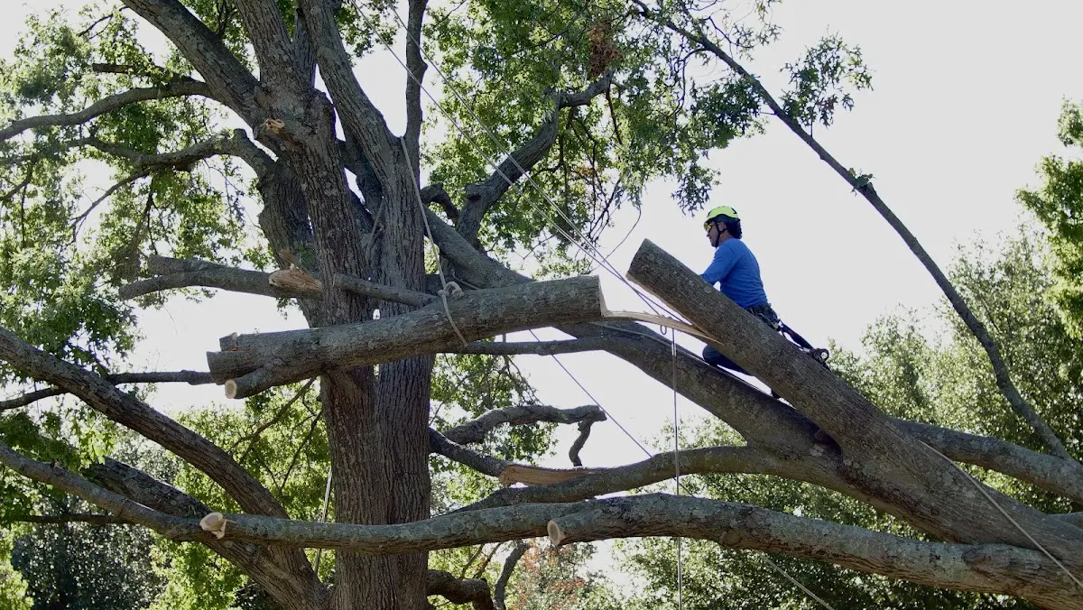 Professional Crown Thinning performed by certified arborists in Guthrie